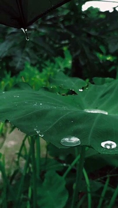 Nature Raindrops Falling On The Green Leaves  #shorts #ytshorts