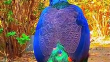 Beautiful peacock