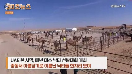[30초뉴스] 중동 사막서 미녀 낙타 선발대회 열려