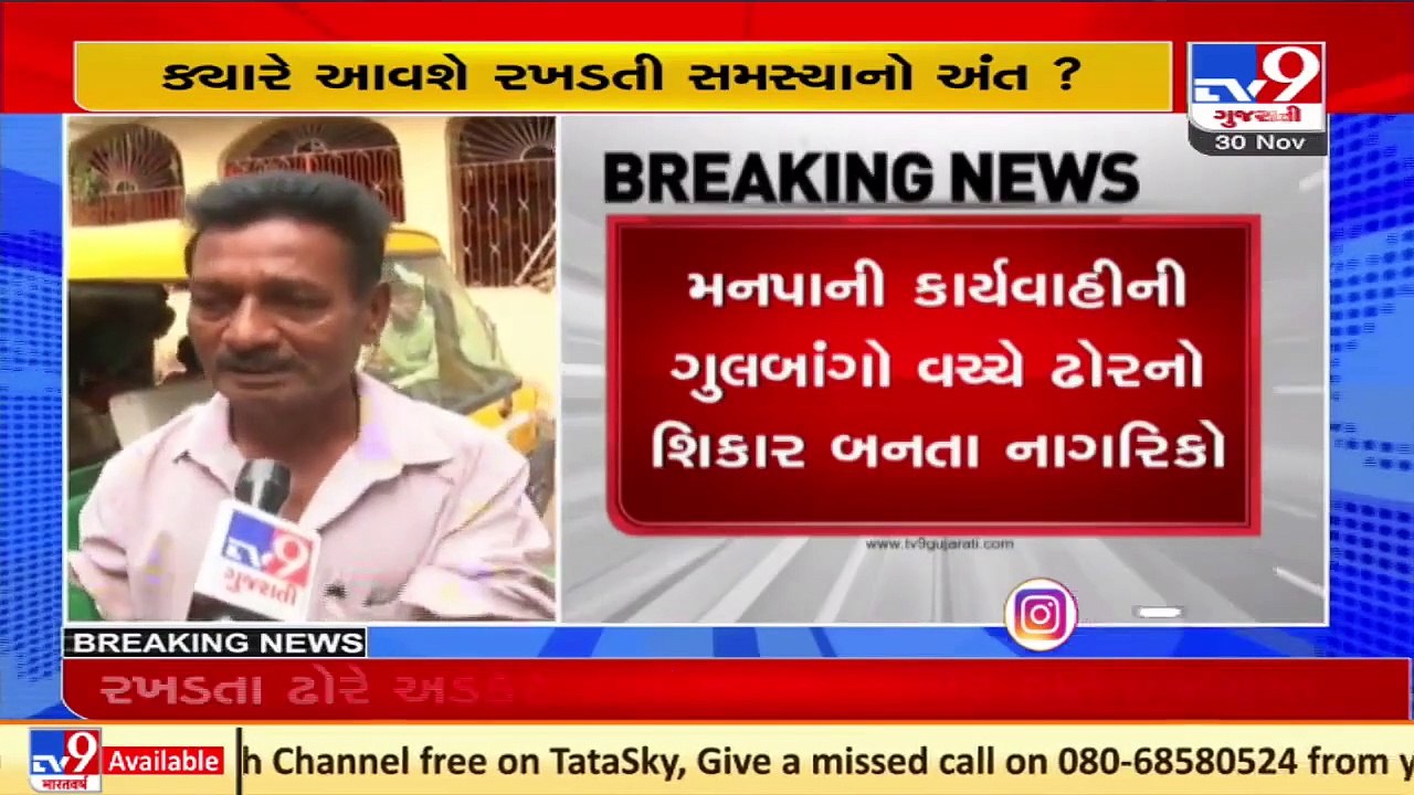 Stray cattle menace continues in Vadodara _ TV9News