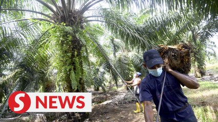 Hamzah: Plantation sector still facing acute shortage of workers