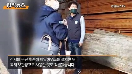 [자막뉴스] 가족묘·야영장 등 산지 무단훼손…무더기 적발