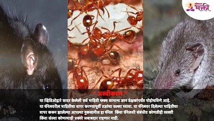 उंदीर-चिचुंद्री घरात असणे शुभ की अशुभ??