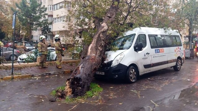 Kopan ağaç park halindeki İBB aracının üzerine devrildi