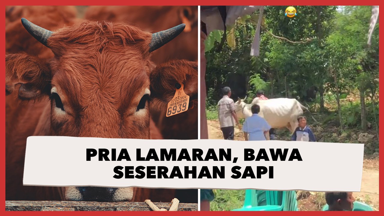 Pria Lamaran Besar-besaran, Bawa Seserahan Sapi sampai Motor: Pati Keras Lur!