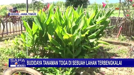 Salut, Sekelompok Ibu-ibu Sukses Ubah Lahan Terbengkalai Jadi Taman TOGA