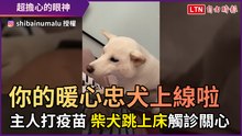 你的暖心忠犬上線啦！ 主人打疫苗 柴犬跳上床觸診關心