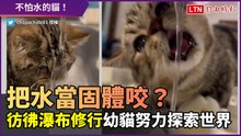 把液體的水當固體咬？彷彿瀑布修行　幼貓努力探索世界