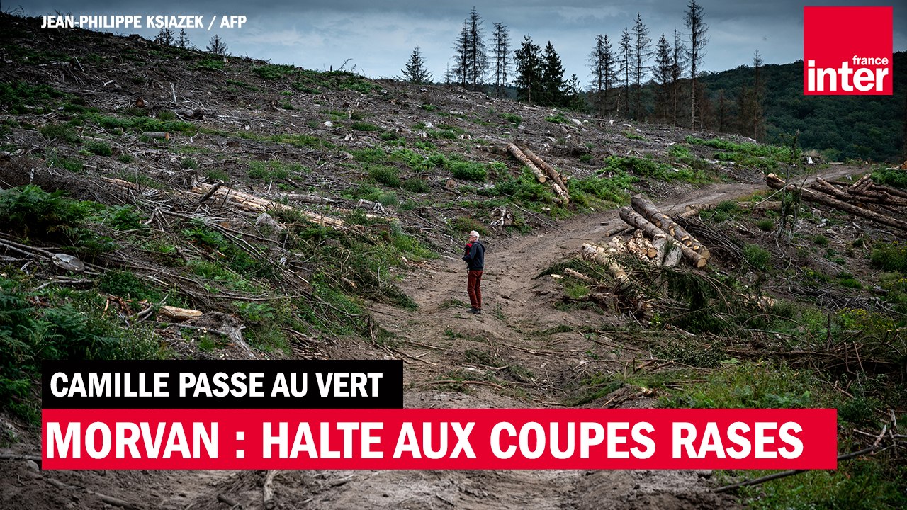 Halte aux coupes rases de forêts dans le Morvan