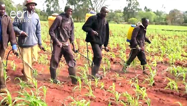 Farmers In Uasin Gishu Petition For Withdrawal Of Harmful Chemical Pesticide