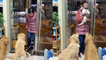 'Chinese woman receives an adorable welcome from her loving pets '