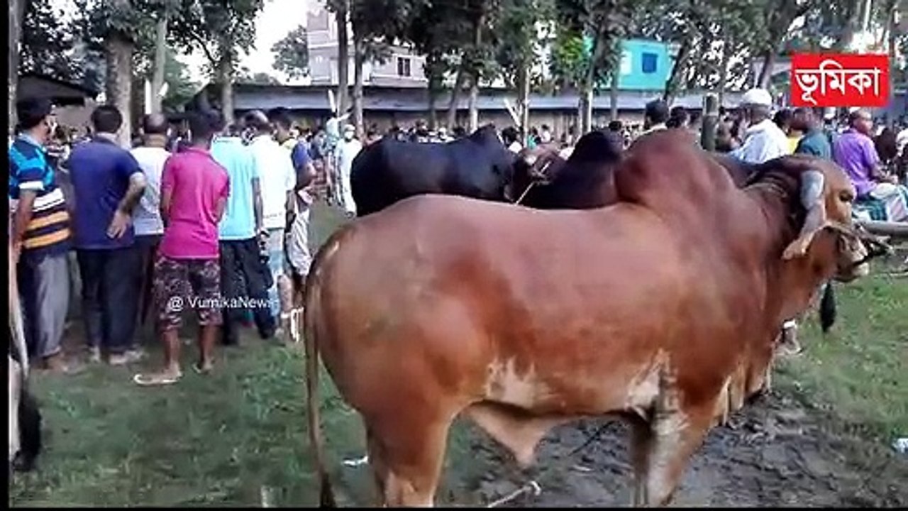 মাঝারি সাইজের গরু দাম |_Big cow korbani 2022 |_Vai koto nilo |_Vumika TV | Vumika Online News