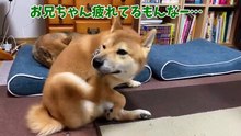 どうしても兄と遊びたいけど、我慢する柴犬の行動はこうなります