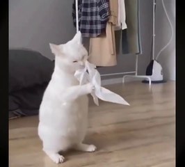 Funny animals , funny cat ,  funny dog. забавные животные, смешной кот, забавная собака. Komik ev hayvanları,komik kedi,komik köpek