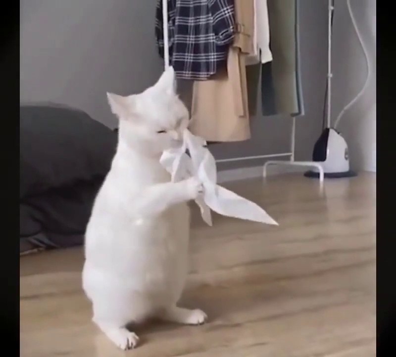 Funny animals , funny cat ,  funny dog. забавные животные, смешной кот, забавная собака. Komik ev hayvanları,komik kedi,komik köpek