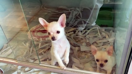 Two Cute Chihuahua Puppies