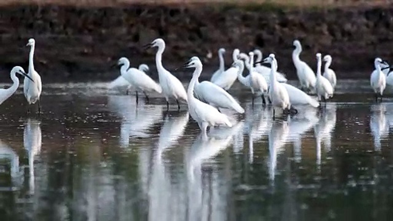A Footage of White Birds