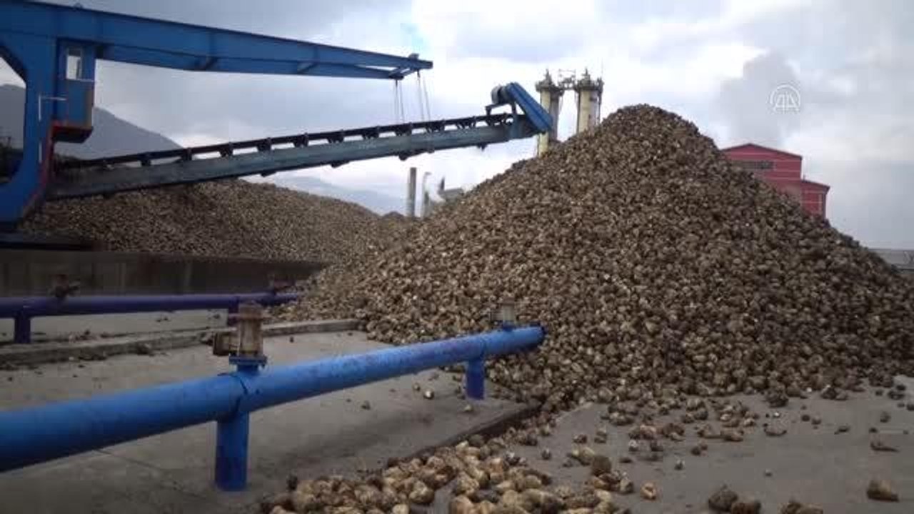 Şeker pancarından Muş'un ekonomisine 350 milyon lira katkı
