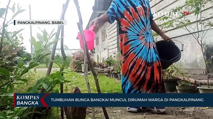 Download Video: Tumbuhan Bunga Bangkai Muncul di Rumah Warga di Pangkalpinang