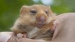 B-ROLL DOWNLOAD Snoring dormice and noctunal activity. Credit Lorna Griffiths