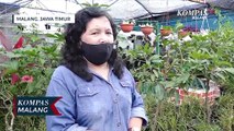 Unik!! Ada Wisata Edukasi Kampung Jahe Merah di Kota Malang