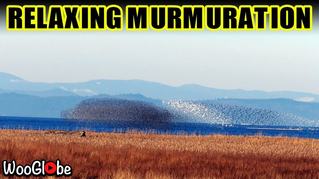 'Delta, BC: Hypnotic motions of a stunning murmuration of migratory birds caught on camera '