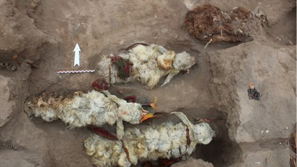 Histoire : découverte au Pérou de restes de lamas vieux de 500 ans