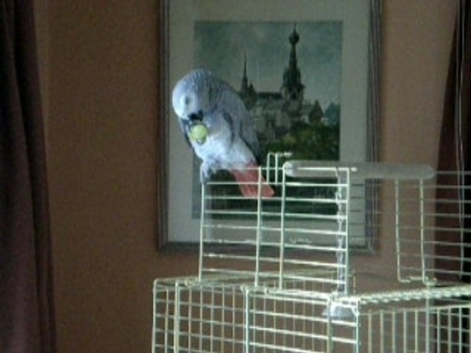 LouLou et tictac 001