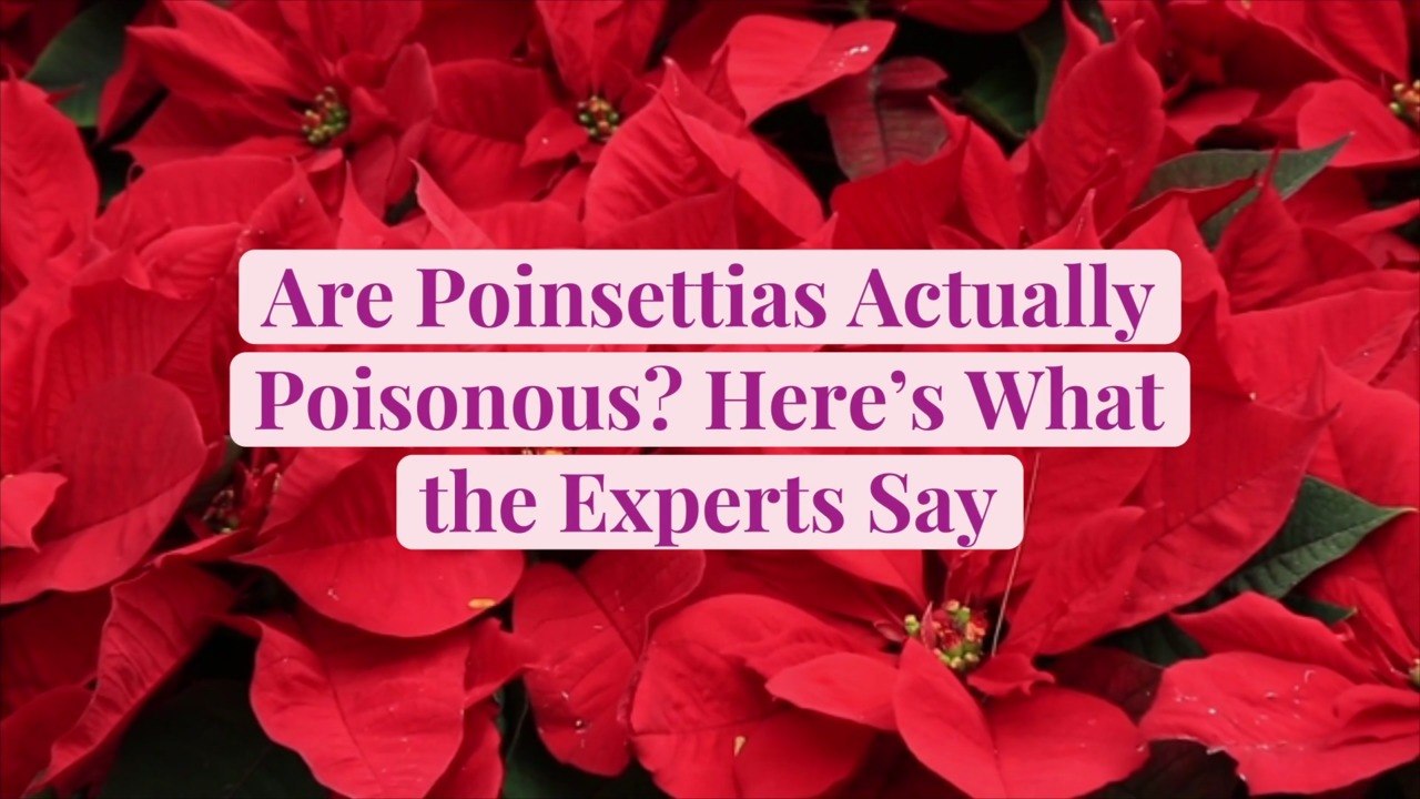 Are Poinsettias Actually Poisonous? Here's What the Experts Say