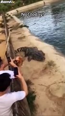 Ce poulet échappe à une horde de crocodiles... bon karma