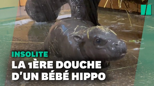 Ce bébé hippopotame qui prend sa première douche va vous faire fondre