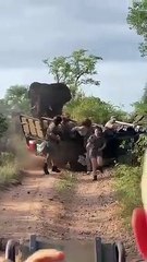 Elefante enfurecido destrói carrinha de safari e leva turistas a fugir