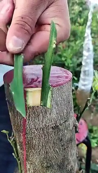 Good id..Method-Best-Technique-of-Planting-a-Tre