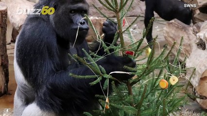 Gorillas at Prague Zoo Given Christmas Trees To Celebrate the Season!
