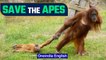 Conservationists trying to Save Orangutans in Indonesia | Secret Life of Orangutans | Oneindia News