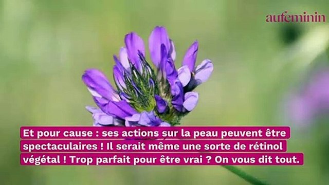 Bakuchiol : tout sur cet actif anti-âge naturel