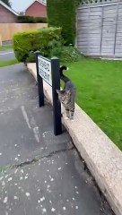 Fareham cat Simba in 'critical condition' after being shot by air-rifle