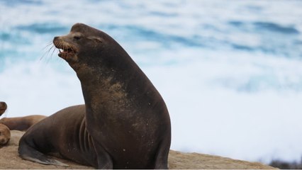 Otaries : leurs moustaches aussi efficaces que nos doigts pour "toucher" l'environnement