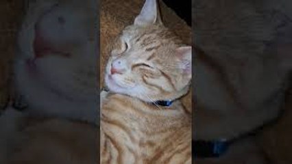 Kitty Has a Hyper Active Tongue