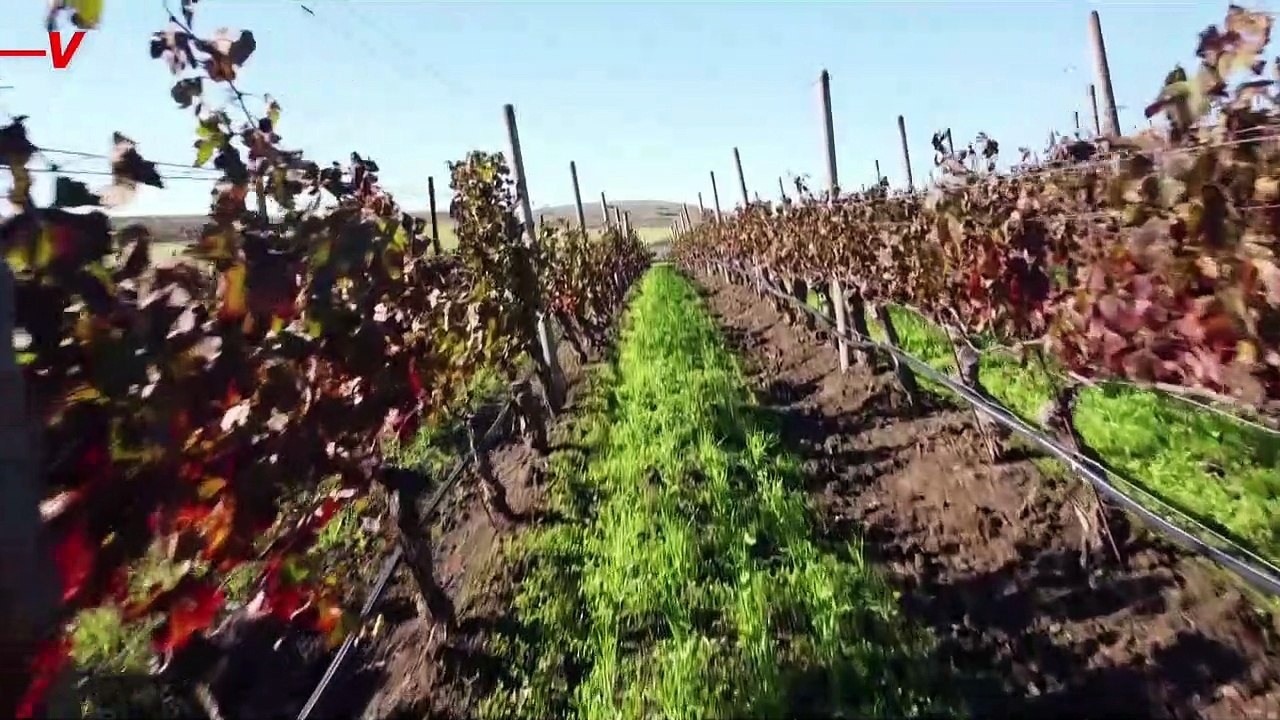 California Wildfires Turned Napa’s Wine Into Vodka