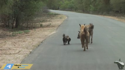 Badger vs Hyena: Nature's Tough Competitors