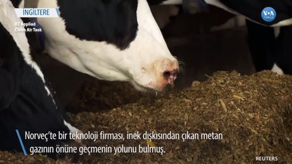 İklim Kriziyle Mücadelede Yeni Yöntem: İnek Dışkısına "Yapay Yıldırım"