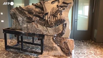 Scoperto vicino Trieste il primo sito di dinosauri in Italia