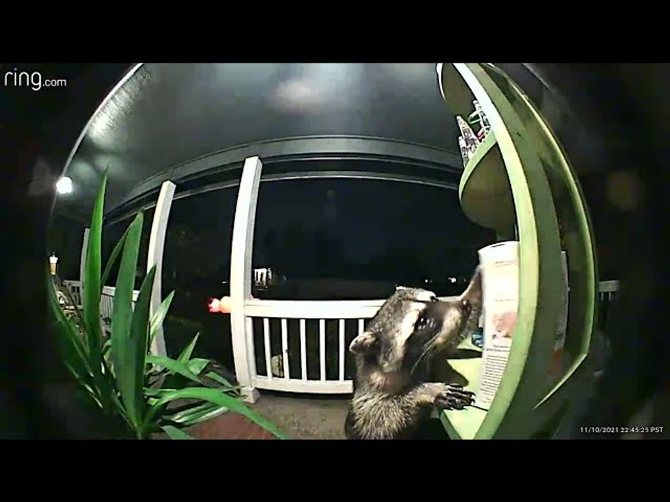 Thieving Raccoon Gets Caught