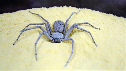 Technique de camouflage incroyable d'une araignée