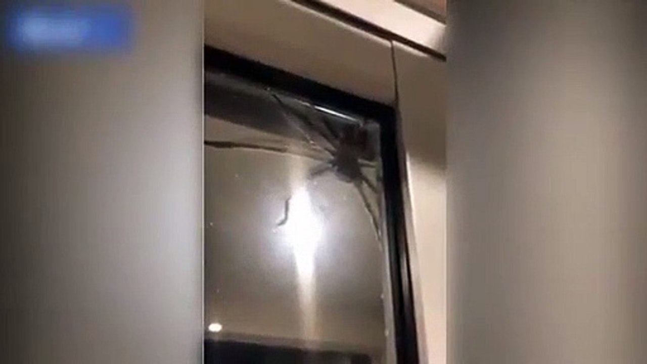Un couple en panique à cause d'une grosse bête : énorme araignée chasseuse