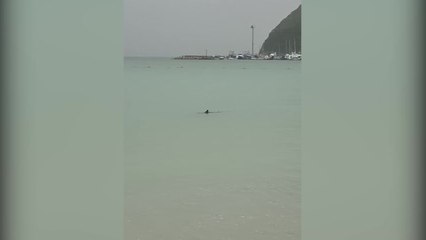 Cagliari, squalo verdesca nuota vicino a riva al Poetto