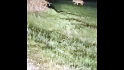 VIDEO. Vienne : un loup aperçu à Marçay