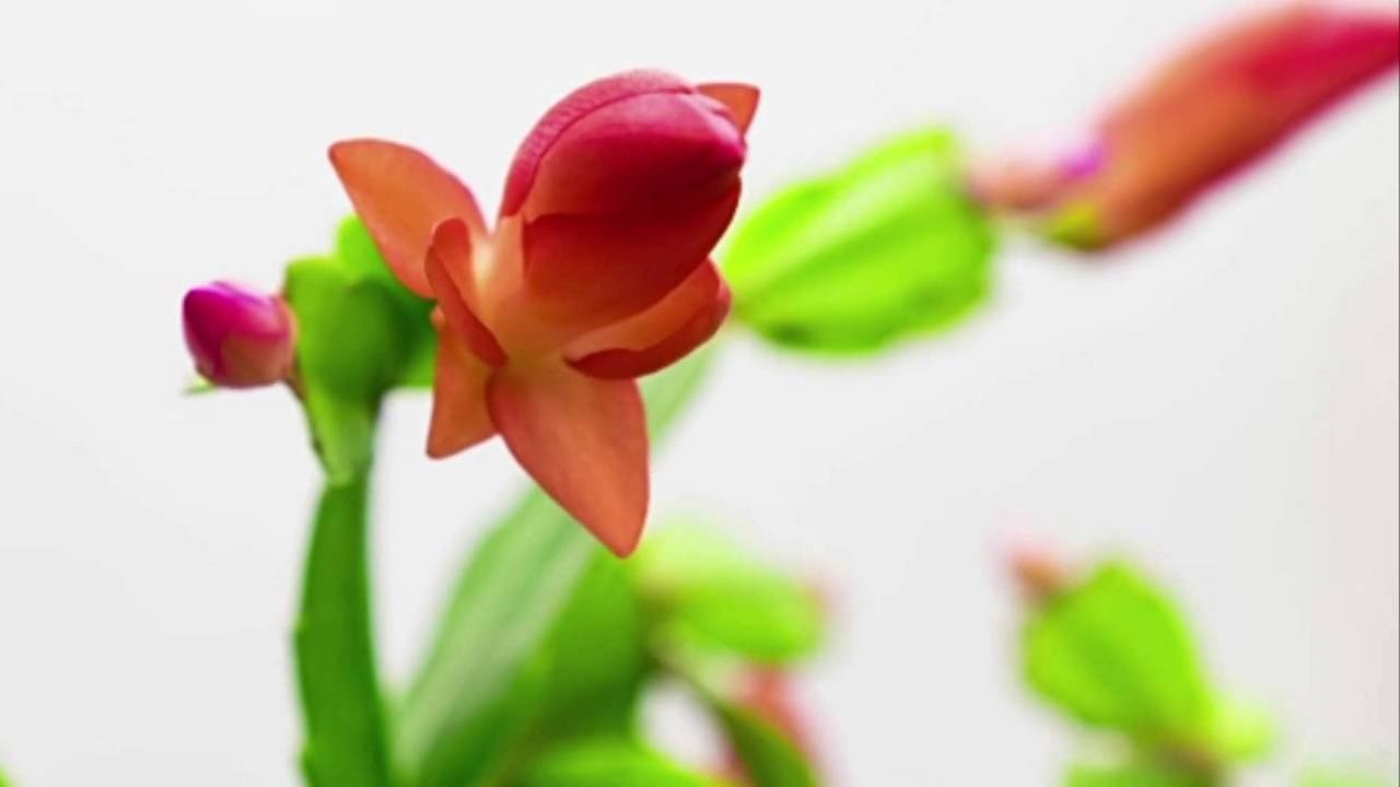 What's the Difference Between Thanksgiving, Christmas, and Easter Cacti?