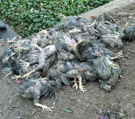 Frangos mortos são jogados em canal de Campina Grande onde águas escoam para Açude Velho